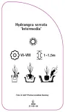 etykieta-szkolkarska-hydrangea-serrata-intermedia-stan-nowy