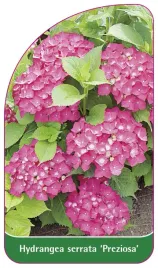 etykieta-szkolkarska-hydrangea-serrata-preziosa