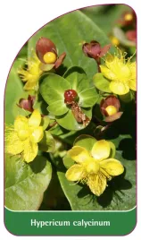 etykieta-szkolkarska-hypericum-calycinum-a