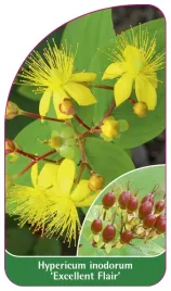 etykieta-szkolkarska-hypericum-inodorum-excellent-flair