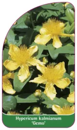 etykieta-szkolkarska-hypericum-kalmianum-gemo