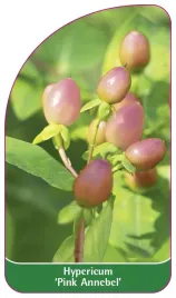 etykieta-szkolkarska-hypericum-pink-annabel