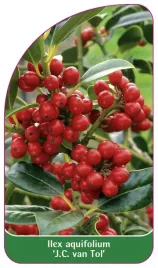 etykieta-szkolkarska-ilex-aquifolium-j-c-van-tol