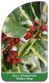 etykieta-szkolkarska-ilex-x-altaclerensis-golden-king