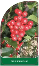 etykieta-szkolkarska-ilex-x-meserveae
