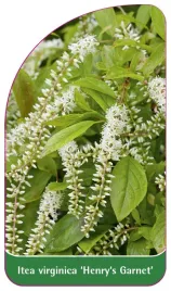 etykieta-szkolkarska-itea-virginica-henry-s-garnet