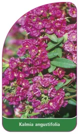 etykieta-szkolkarska-kalmia-angustifolia