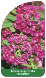 etykieta-szkolkarska-kalmia-angustifolia-purpurflor