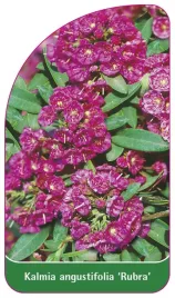 etykieta-szkolkarska-kalmia-angustifolia-rubra