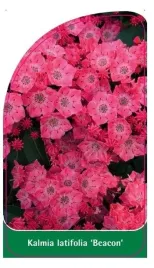 etykieta-szkolkarska-kalmia-latifolia-beacon