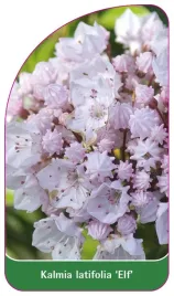 etykieta-szkolkarska-kalmia-latifolia-elf