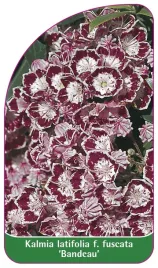 etykieta-szkolkarska-kalmia-latifolia-f-fuscata-bandeau