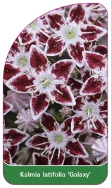 etykieta-szkolkarska-kalmia-latifolia-galaxy