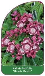 etykieta-szkolkarska-kalmia-latifolia-hearts-desire