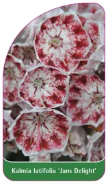 etykieta-szkolkarska-kalmia-latifolia-jans-delight