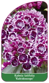 etykieta-szkolkarska-kalmia-latifolia-kaleidoscope