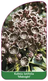 etykieta-szkolkarska-kalmia-latifolia-midnight