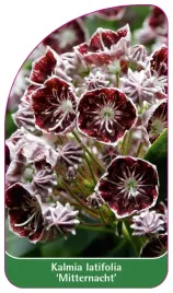 etykieta-szkolkarska-kalmia-latifolia-mitternacht