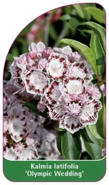 etykieta-szkolkarska-kalmia-latifolia-olympic-wedding