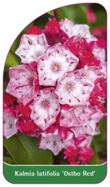 etykieta-szkolkarska-kalmia-latifolia-ostbo-red