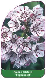 etykieta-szkolkarska-kalmia-latifolia-peppermint