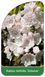 etykieta-szkolkarska-kalmia-latifolia-zebulon