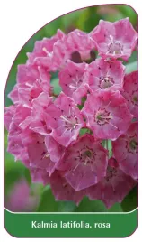 etykieta-szkolkarska-kalmia-latifolia-rosa