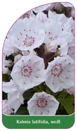 etykieta-szkolkarska-kalmia-latifolia-weiss
