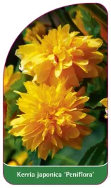 etykieta-szkolkarska-kerria-japonica-peniflora