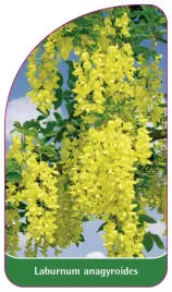 etykieta-szkolkarska-laburnum-anagyroides