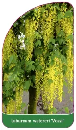 etykieta-szkolkarska-laburnum-wateri-vossii-b-standard