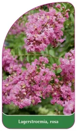 etykieta-szkolkarska-lagerstroemia-rosa-b