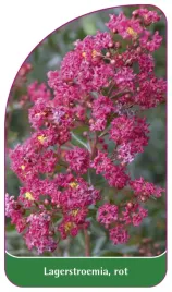 etykieta-szkolkarska-lagerstroemia-rot