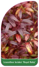 etykieta-szkolkarska-leucothoe-royal-ruby