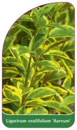 etykieta-szkolkarska-ligustrum-ovalifolium-aureum