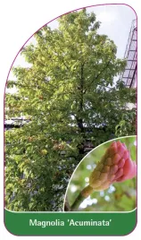 etykieta-szkolkarska-magnolia-acuminata