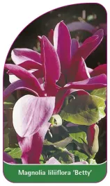etykieta-szkolkarska-magnolia-liliiflora-betty-a