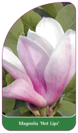 etykieta-szkolkarska-magnolia-hot-lips
