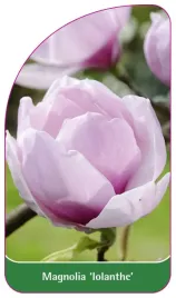 etykieta-szkolkarska-magnolia-iolanthe