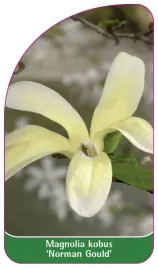 etykieta-szkolkarska-magnolia-kobus-norman-gould