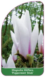 etykieta-szkolkarska-magnolia-loliiflora-peppermint-stick