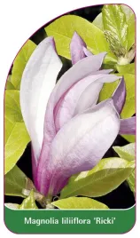 etykieta-szkolkarska-magnolia-liliflora-ricki