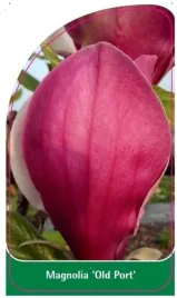 etykieta-szkolkarska-magnolia-old-port