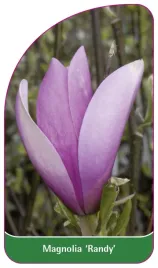 etykieta-szkolkarska-magnolia-randy