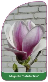 etykieta-szkolkarska-magnolia-satisfaction