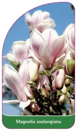 etykieta-szkolkarska-magnolia-soulangeana-standard