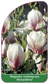 etykieta-szkolkarska-magnolia-soulangeana-alexandrina