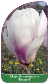 etykieta-szkolkarska-magnolia-soulangeana-brozzoni