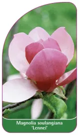 etykieta-szkolkarska-magnolia-soulangeana-lennei