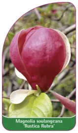 etykieta-szkolkarska-magnolia-soulangeana-rustica-rubra